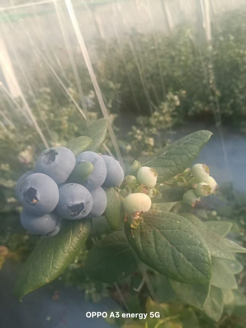 莒县蓝莓熟了