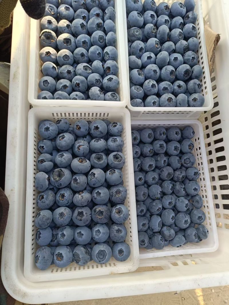 莒县蓝莓熟了