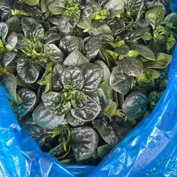 露天趴地菠菜