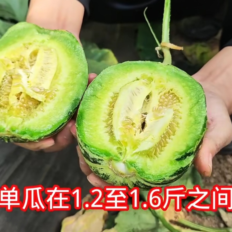 丰信恒花荣甜歌甜瓜种子大果花皮高糖绿肉花美人甜瓜种籽脆甜