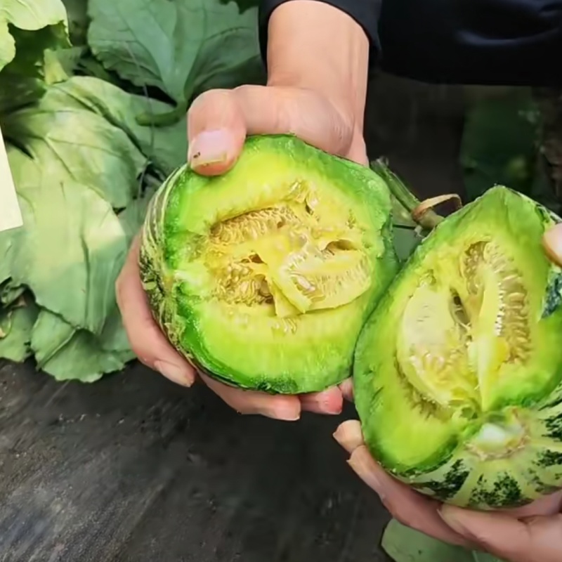 丰信恒花荣甜歌甜瓜种子大果花皮高糖绿肉花美人甜瓜种籽脆甜