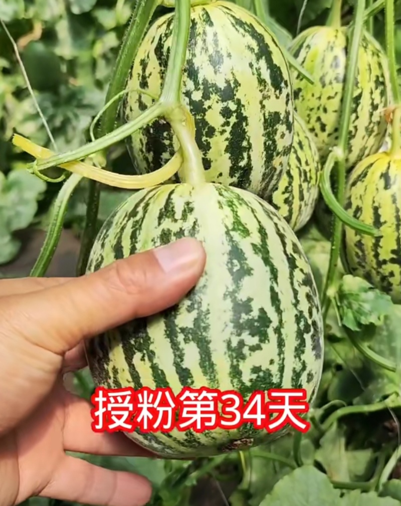 丰信恒花荣甜歌甜瓜种子大果花皮高糖绿肉花美人甜瓜种籽脆甜