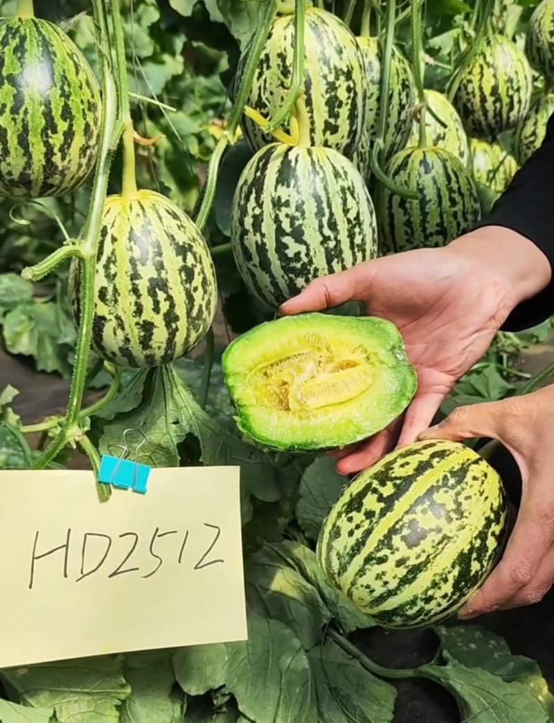 丰信恒花荣甜歌甜瓜种子大果花皮高糖绿肉花美人甜瓜种籽脆甜