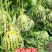 丰信恒花荣甜歌甜瓜种子大果花皮高糖绿肉花美人甜瓜种籽脆甜