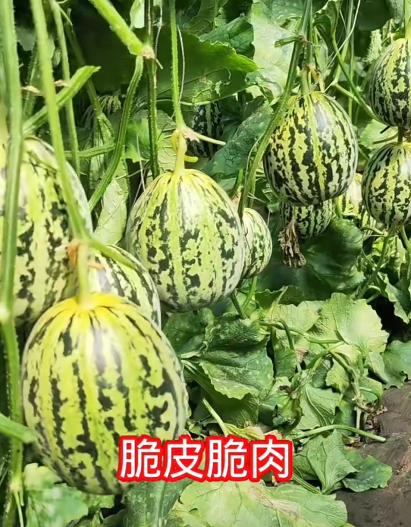 丰信恒花荣甜歌甜瓜种子大果花皮高糖绿肉花美人甜瓜种籽脆甜