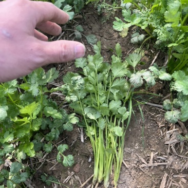 精品铁杆香菜