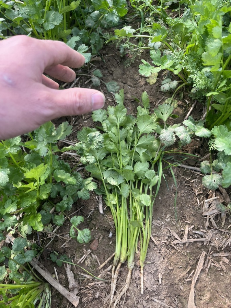 精品铁杆香菜
