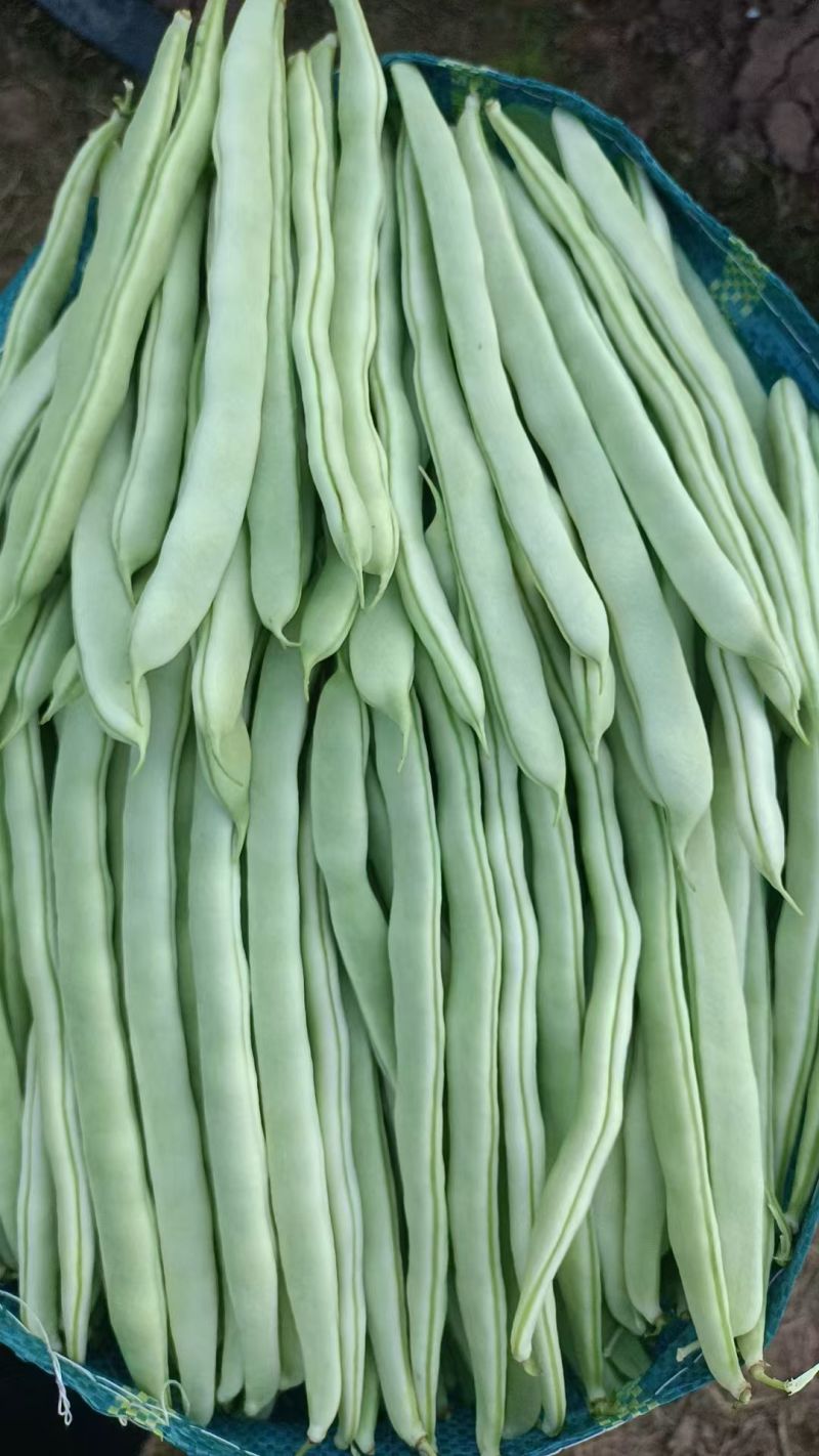 白豆