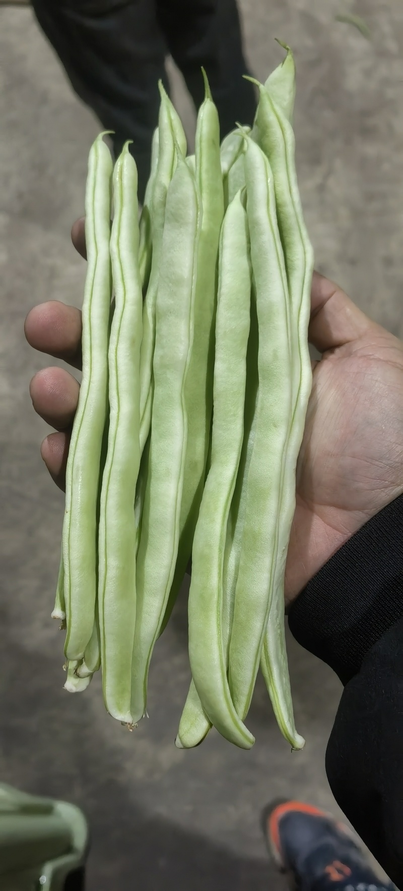 白豆