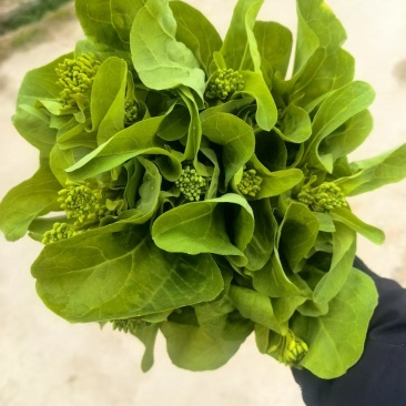 白菜苔