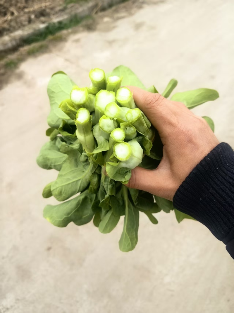 白菜苔