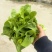 白菜苔