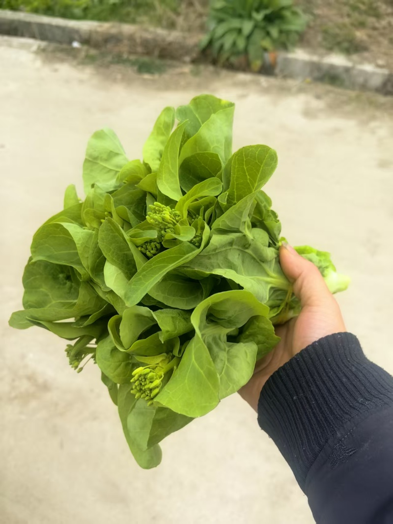 白菜苔