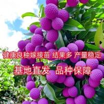 抗寒冻新品种紫罗兰嫁接无核树苗南北方盆栽地栽均可