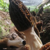 羊肚菌