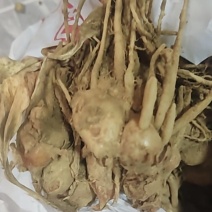 沙姜