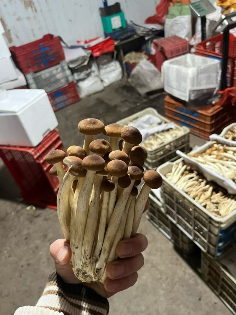 1斤茶树菇