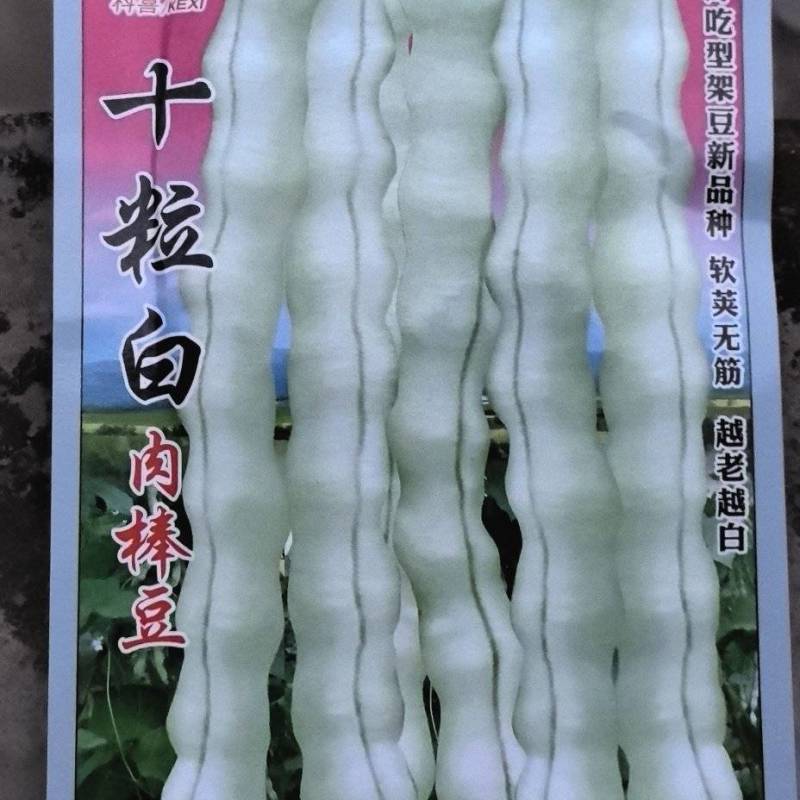 四季豆种子十粒白加长型白肉架豆
