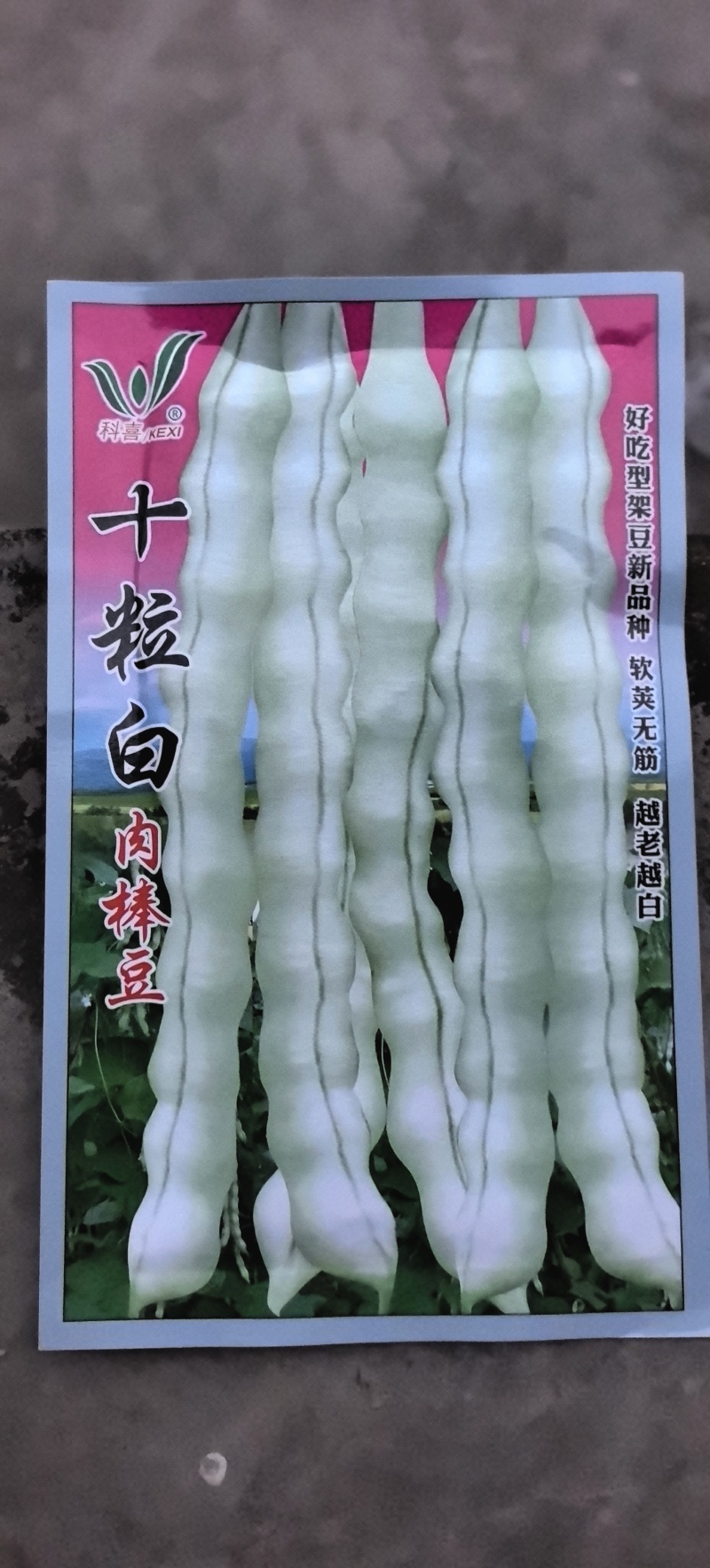 四季豆种子十粒白加长型白肉架豆