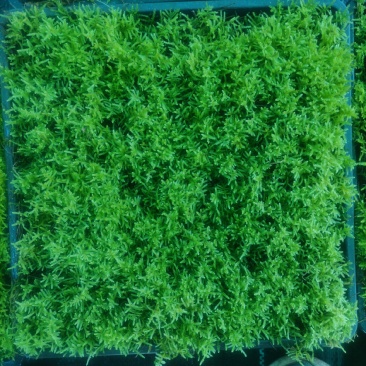 人工驯养大灰，人工种植小灰苔藓