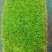 人工驯养大灰，人工种植小灰苔藓