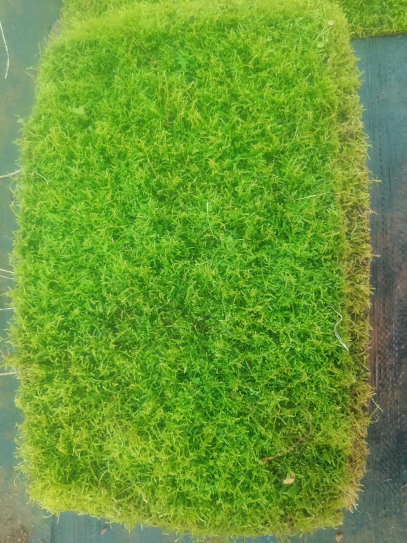 人工驯养大灰，人工种植小灰苔藓