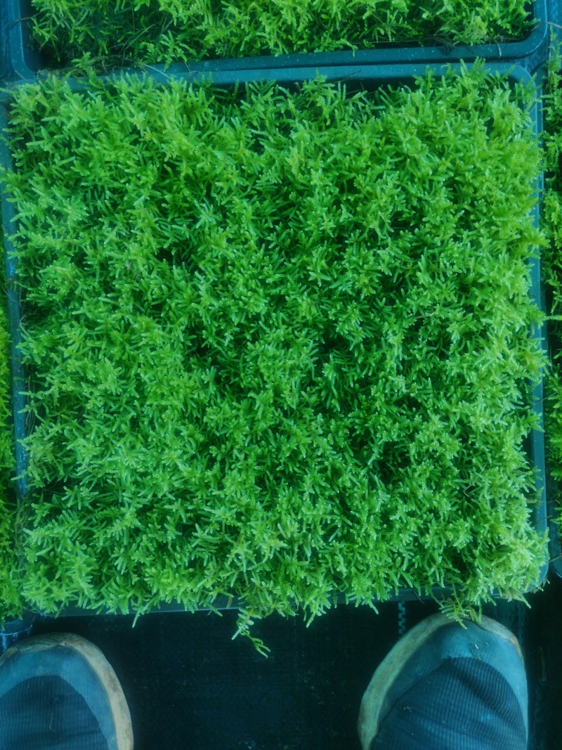 人工驯养大灰，人工种植小灰苔藓