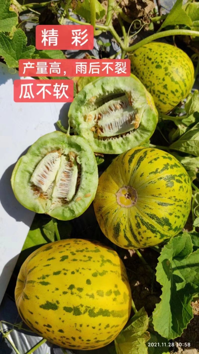吉糖精彩甜瓜种子耐裂高糖八里香甜瓜种籽花皮绿肉绿瓤香瓜种