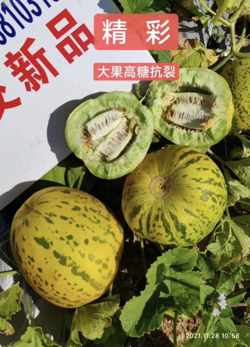 吉糖精彩甜瓜种子耐裂高糖八里香甜瓜种籽花皮绿肉绿瓤香瓜种