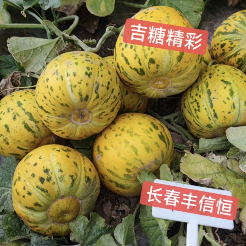 吉糖精彩甜瓜种子耐裂高糖八里香甜瓜种籽花皮绿肉绿瓤香瓜种