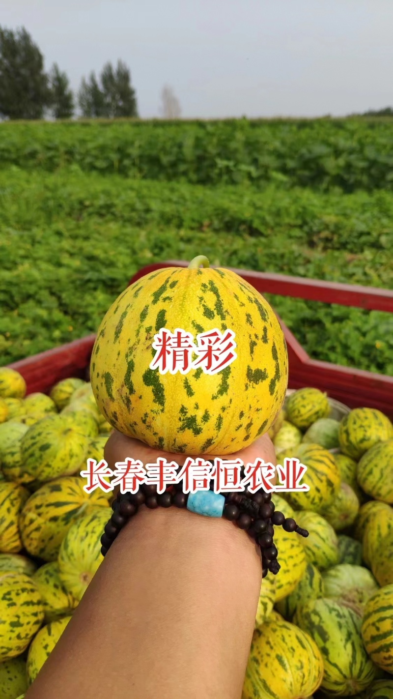 吉糖精彩甜瓜种子耐裂高糖八里香甜瓜种籽花皮绿肉绿瓤香瓜种