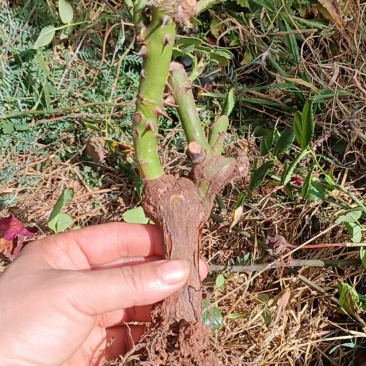 红玫瑰老桩
