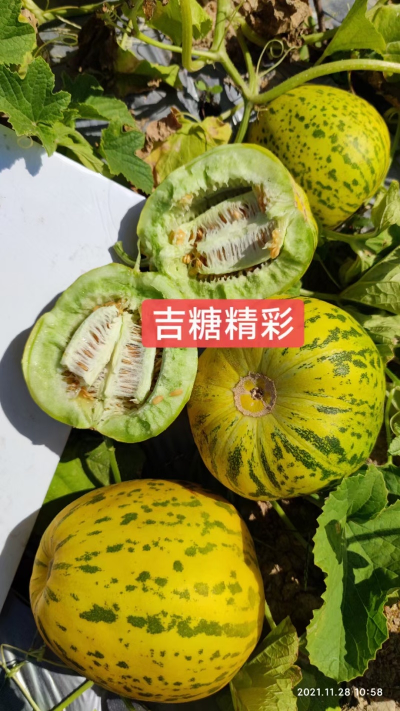 吉糖精彩大果八里香甜瓜种子高糖绿肉绿瓤上糖早花皮甜瓜种子