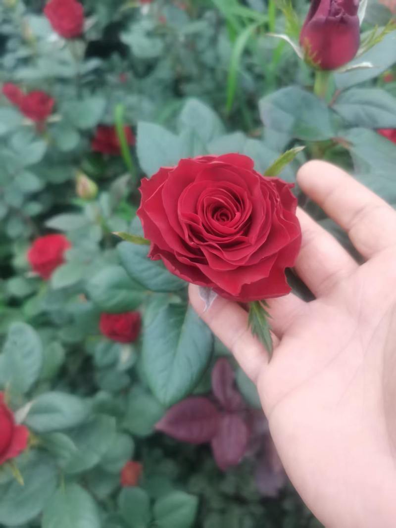 红玫瑰老桩