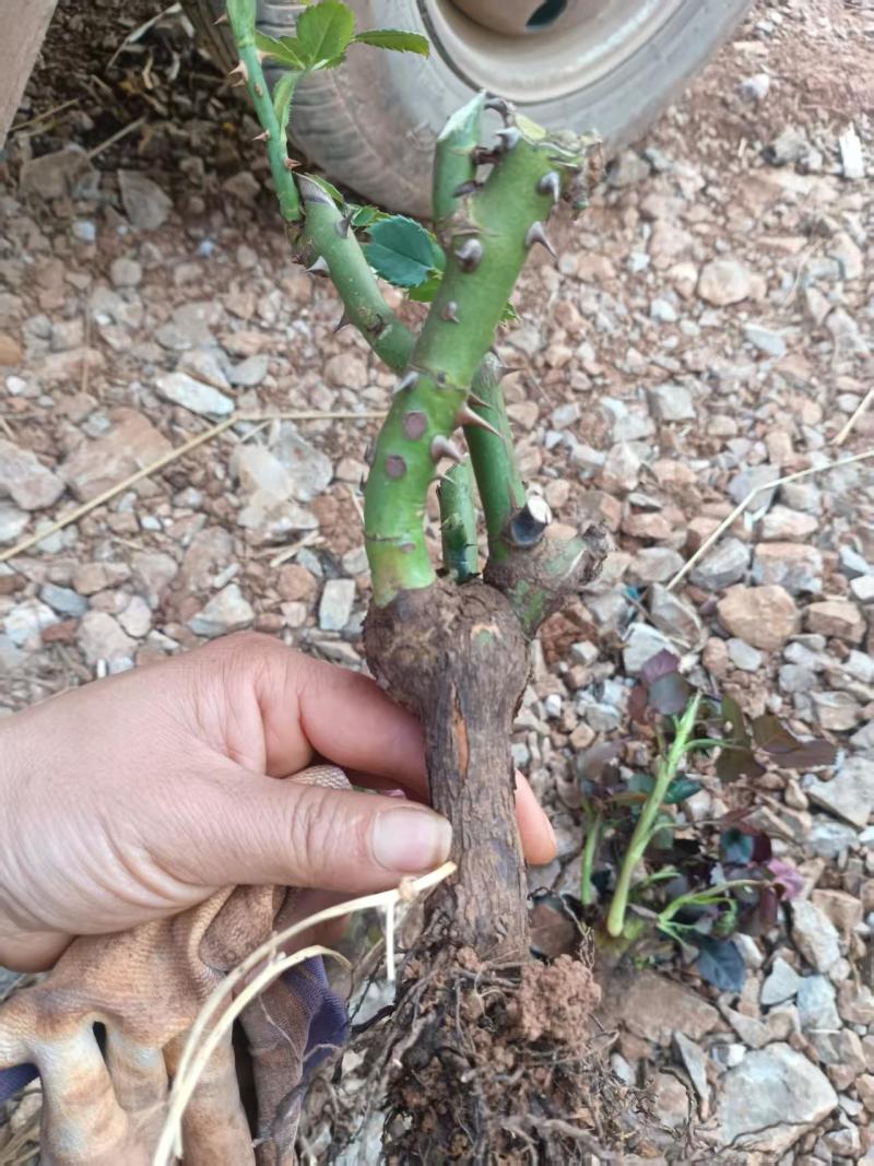 红玫瑰老桩