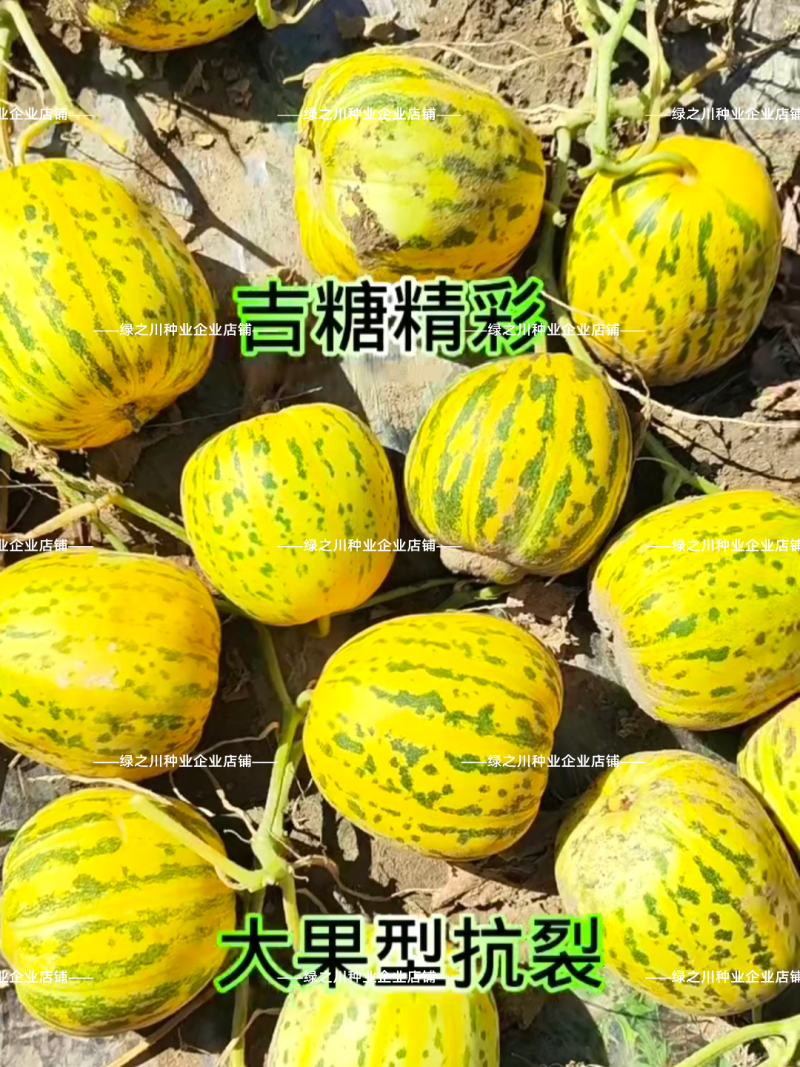 吉糖精彩大果八里香甜瓜种子高糖绿肉绿瓤上糖早花皮甜瓜种子