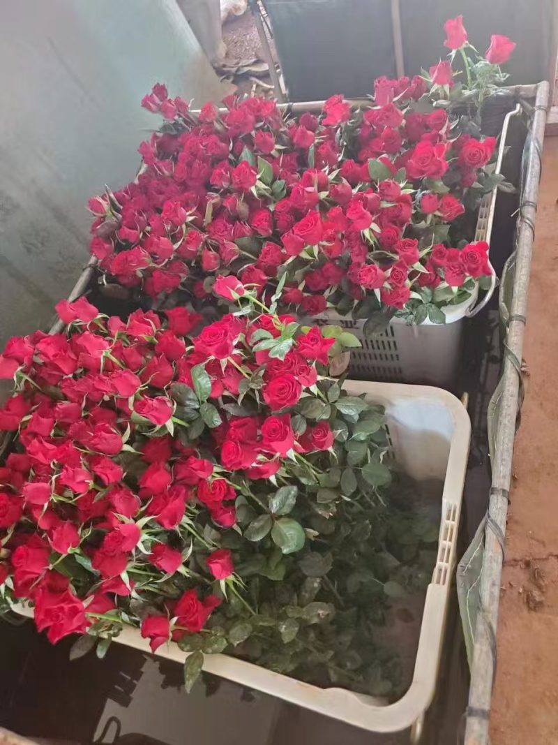 红玫瑰老桩