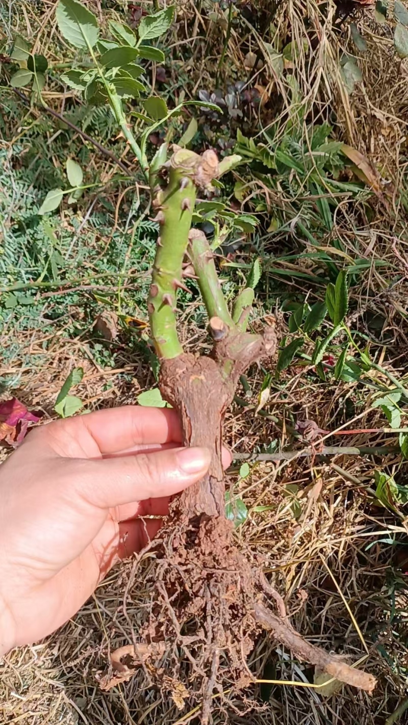 红玫瑰老桩