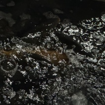 鲤鱼5万斤