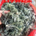 野生正月新鲜茵陈新鲜白蒿现摘，去根去干叶发货产地直发野菜