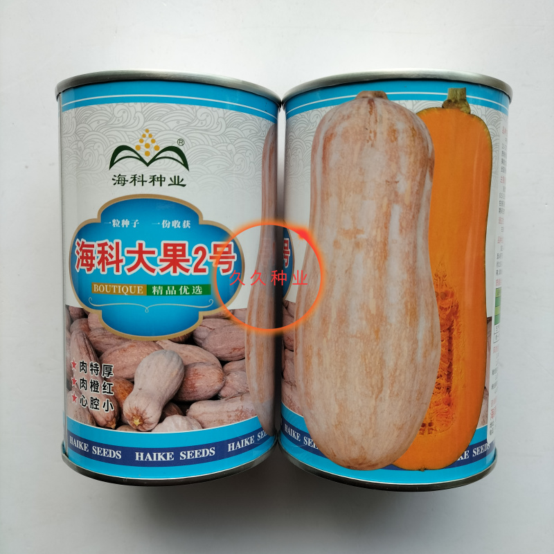 海科大果2号南瓜种子中熟大田蜜本南瓜肉厚腔小耐储运产量高