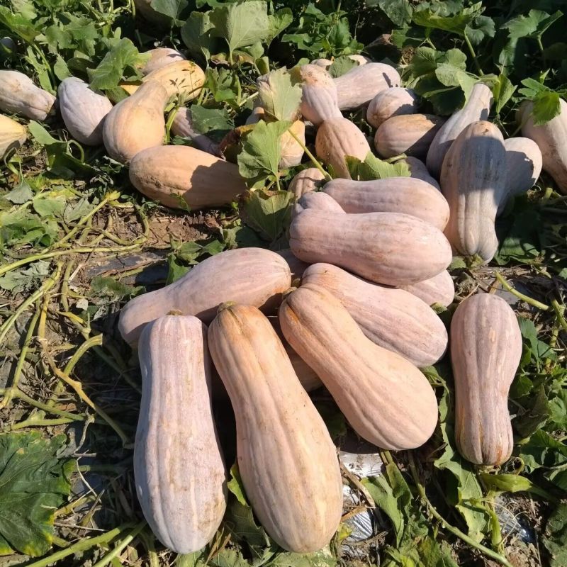 海科大果2号南瓜种子中熟大田蜜本南瓜肉厚腔小耐储运产量高