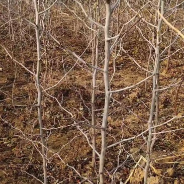 《占地冬枣树》山东基地直发提供技术指导一条龙服务