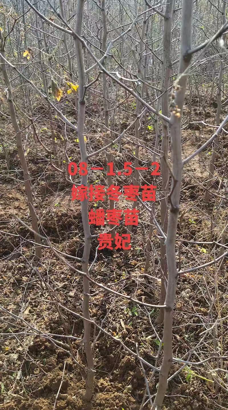 畅销沾化冬枣树苗