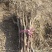 《热销》山东冬枣苗蟠枣苗等品种齐全量大从优一条龙服务