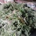 鲜茵陈现挖现发保证质量低价批发零售诚信经营