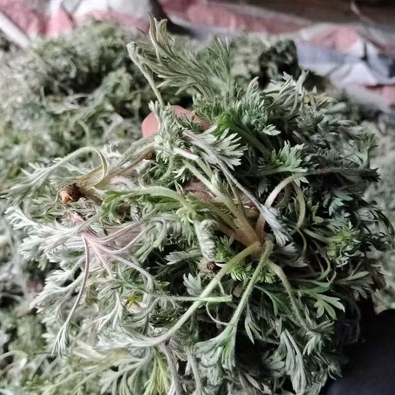 鲜茵陈现挖现发保证质量低价批发零售诚信经营