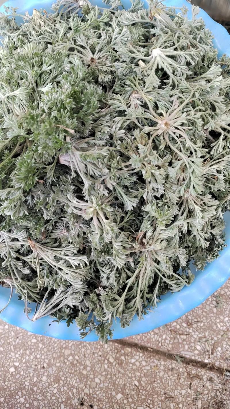 鲜茵陈现挖现发保证质量低价批发零售诚信经营
