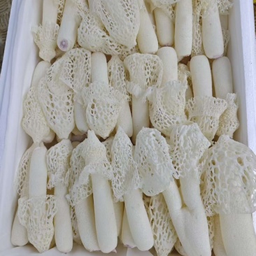 广西红托竹荪
