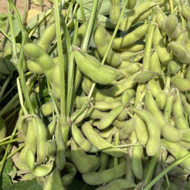 台湾特早王青毛豆种子早熟原装高产50天鲜食绿宝石豌豆四季